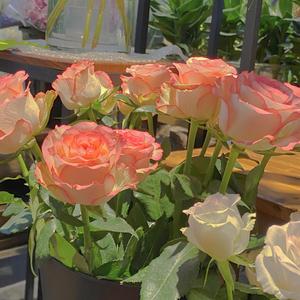 欧美日韩变态阴环xxxxx
